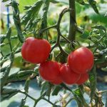 semences-bio-tomate-peche-p-ferme-de-sainte-marthe