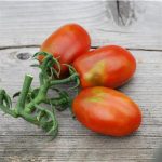 semences-bio-tomate-prune-noire-p-ferme-de-sainte-marthe