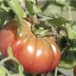 semences-bio-tomate-purple-calabash-p-ferme-de-sainte-marthe