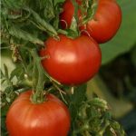 semences-bio-tomate-reine-de-sainte-marthe-p-ferme-de-sainte-marthe