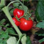 semences-bio-tomate-rose-de-berne-p-ferme-de-sainte-marthe