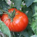 semences-bio-tomate-russe-p-ferme-de-sainte-marthe