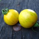 semences-bio-tomate-topaz-p-ferme-de-sainte-marthe