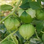 semences-bio-tomatillo-du-mexique-p-ferme-de-sainte-marthe