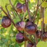semences-bio-tomatillo-violet-p-ferme-de-sainte-marthe