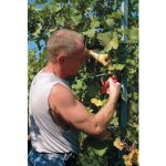 Felco 310 – Sécateur épinette viticulture