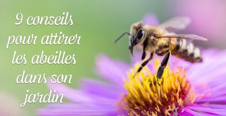 9 conseils pour attirer les abeilles dans son jardin