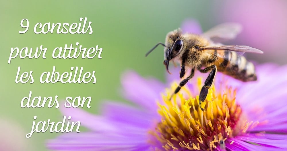 9 conseils pour attirer les abeilles dans son jardin