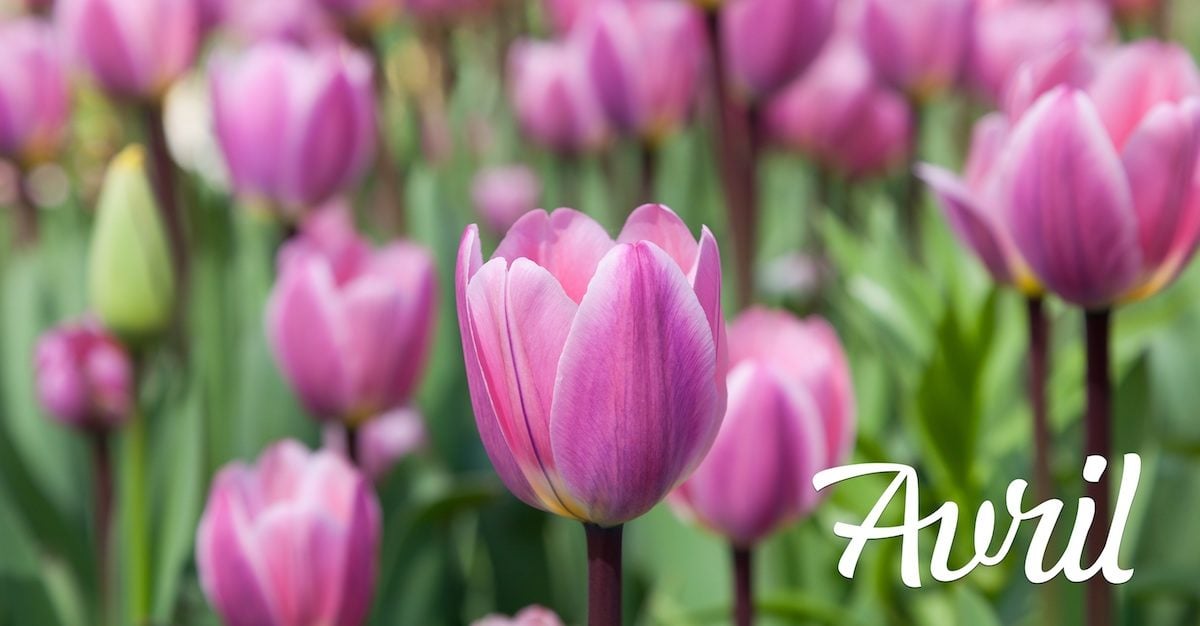 Que faire dans son jardin au mois d'avril tulipe