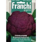 Semences – DBO30-29 – Chou-fleur violet de Sicile – Cavolfiore di Sicilia violetto – Franchi