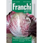 Semences – DBO40-23 – Chicorée à feuilles – Cicoria Variegata di Chioggia – Franchi