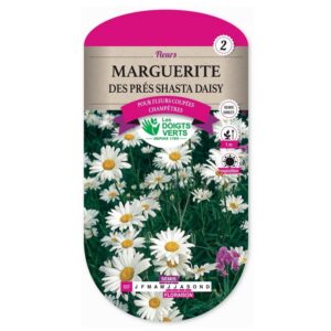 Graines - Marguerite Des Prés Shasta Daisy - 1 gr - Les Doigts Verts