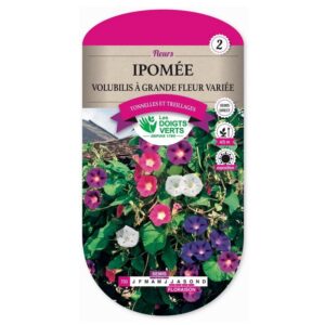 Semences - 733-IPOMEE VOLUBILIS A GRANDE FLEUR VARIEE-page1 - Les Doigts Verts