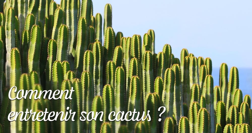 Comment entretenir son cactus