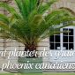 Comment planter des graines de palmier phoenix canariensis