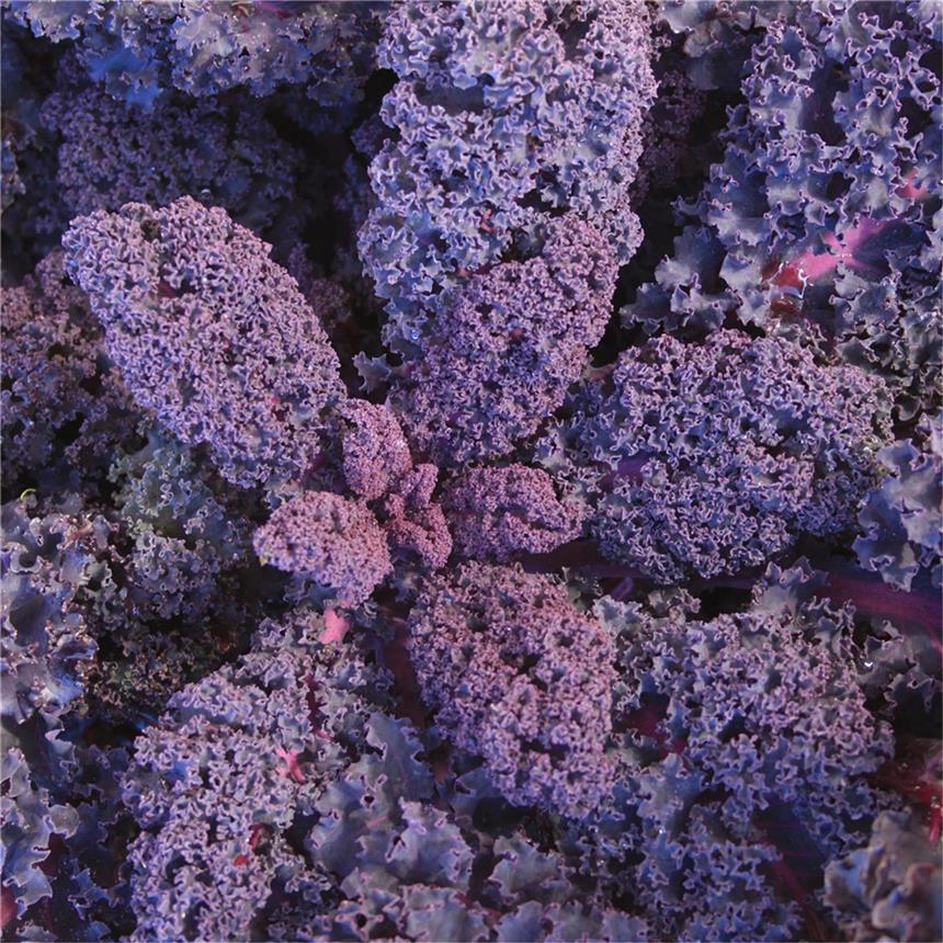 Semences bio - 950252-chou-curly-kale-roter-grunkohl-P - Ferme de Sainte Marthe