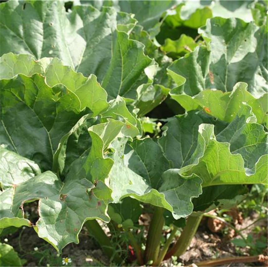 Semences bio - 950258-rhubarbe-victoria-P - Ferme de Sainte Marthe