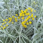 Semences bio – 950268-helichryse-plante-curry-P – Ferme de Sainte Marthe