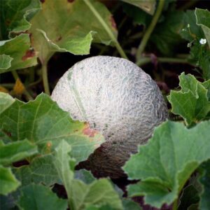 Semences bio - 950270-melon-sucrin-de-tours-P - Ferme de Sainte Marthe