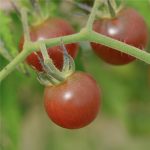 Semences bio – 950274-tomate-black-cherry-P – Ferme de Sainte Marthe