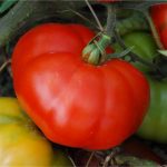 Semences bio – 950275-tomate-marmande-P – Ferme de Sainte Marthe