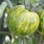 Semences bio – 950277-tomate-green-zebra-P – Ferme de Sainte Marthe