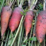 Semences bio – 950279-carotte-longue-rouge-sang-P – Ferme de Sainte Marthe
