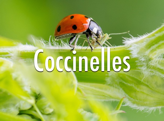 HomePage - Coccinelles