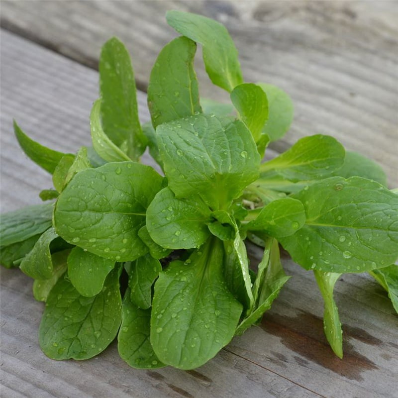 Semences bio - 81069-ruban-de-mache-vit-P - Ferme de Sainte Marthe