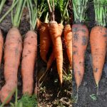 Semences bio – 81075-ruban-de-3-carottes-touchon-colmar-nantaise-P – Ferme de Sainte Marthe