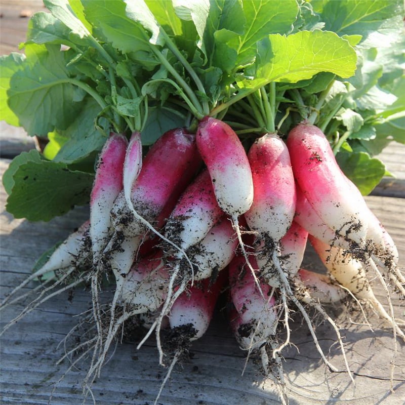 Semences bio - 81088-ruban-de-radis-de-18-jours-P - Ferme de Sainte Marthe