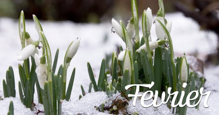 Que faire dans son jardin au mois de février ? - Estragon.be