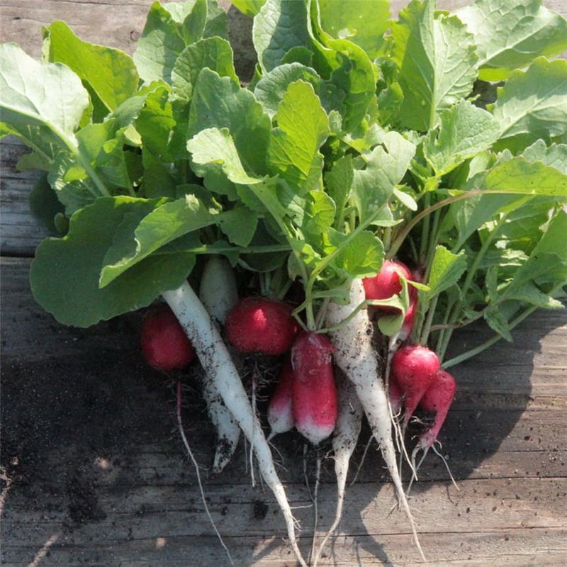 Semences bio - 81077-ruban-de-radis-flamboyant-sora-chandelle-de-glace-P - Ferme de Sainte Marthe