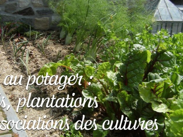 Mai au potager - semis, plantations et associations des cultures