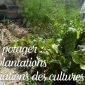 Mai au potager - semis, plantations et associations des cultures