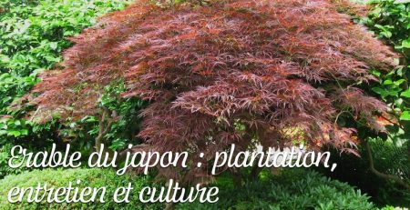Erable du japon - plantation, entretien et culture