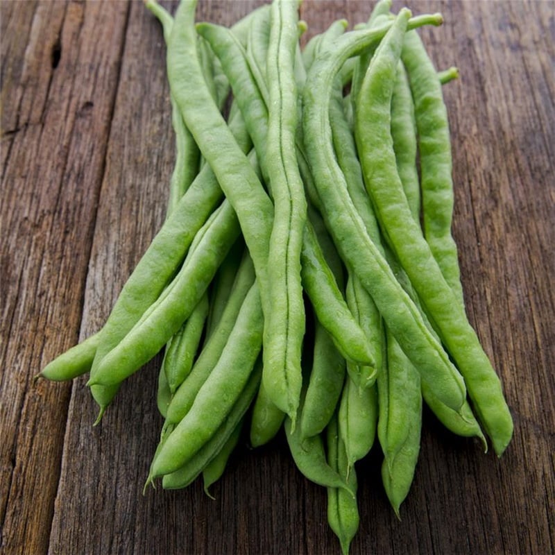 Semences bio - 954293 HARICOT à Rames Neckarkonigin Filet Sans Fil Mangetout AB i - Ferme de Sainte Marthe