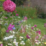 Semences – Prairie fleurie vivace arbustres-et-rosiers – Nova-Flore p