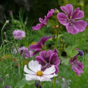 Semences - jacheres-melliferes-fleurs-d-ete-2 - Nova-Flore