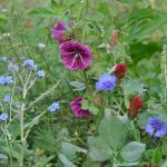Semences – jacheres-melliferes-fleurs-de-printemps-2 – Nova-Flore
