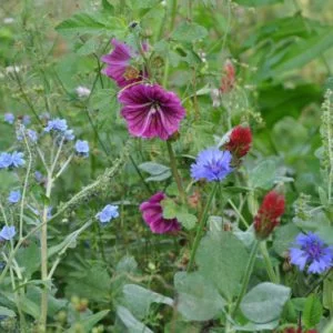 Semences - jacheres-melliferes-fleurs-de-printemps-2 - Nova-Flore