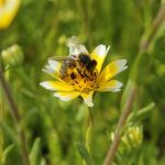 Semences – jacheres-melliferes-fleurs-de-printemps-3 – Nova-Flore