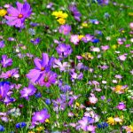 Semences - melange-de-graines-champetre-opaline - Nova-Flore