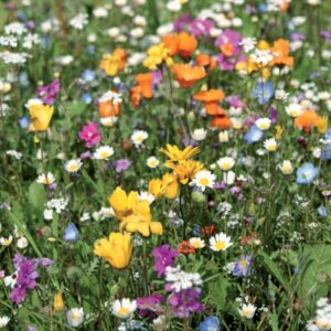 Semences - melange-de-graines-courte-durable - Nova-Flore