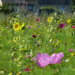 Semences – Prairie Fleurie – Amis du Jardin – Abeilles 30 m² – Nova-Flore 3