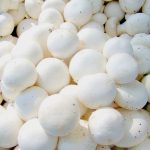 Culture de champignons – Paris blancs – Champi kit de 11 kg – ProChampi