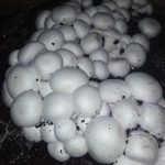 Culture de champignons – Paris blancs – Champi kit de 11 kg – ProChampi 2