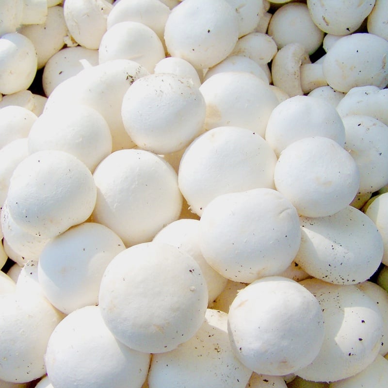 Culture de champignons - Paris blancs - Champi kit de 8 kg - ProChampi