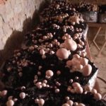 Culture de champignons – Paris bruns – Champi kit de 11 kg – ProChampi 2