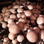 Culture de champignons – Paris bruns – Champi kit de 11 kg – ProChampi 3